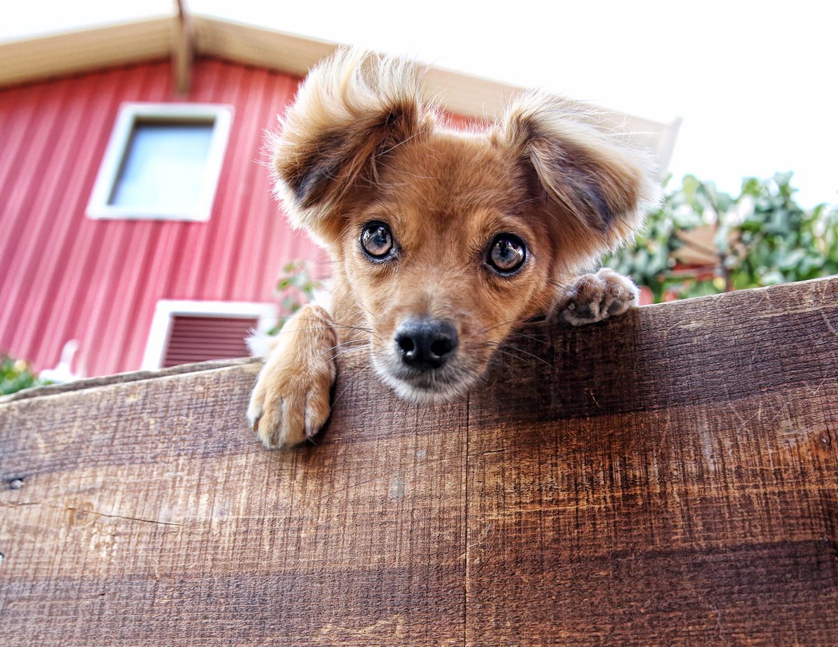 It's time for our 2018 calendar auction! Be the highest bidder to feature your pet! Bidding ends 6/25 at 8:59pm biddingowl.com/Auction/index.…
#bid