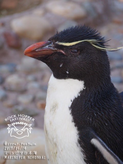 しろっぷ ฎ おペン路さん マリンピア日本海 ミナミイワトビペンギン Rockhopperpenguin ロックホッパー祭り キリッと渋かっこいいトビさん