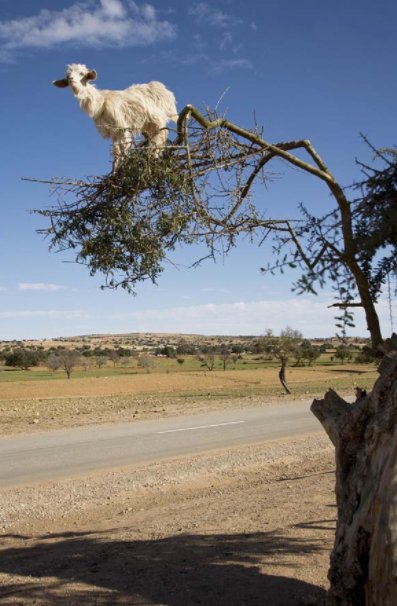 KultLeader4u's tweet photo. Only way to GOAT is up!
#GoatFriday #TreeGoat #GoatInATree #Goat @makastuey https://t.co/jcUonwFXIi