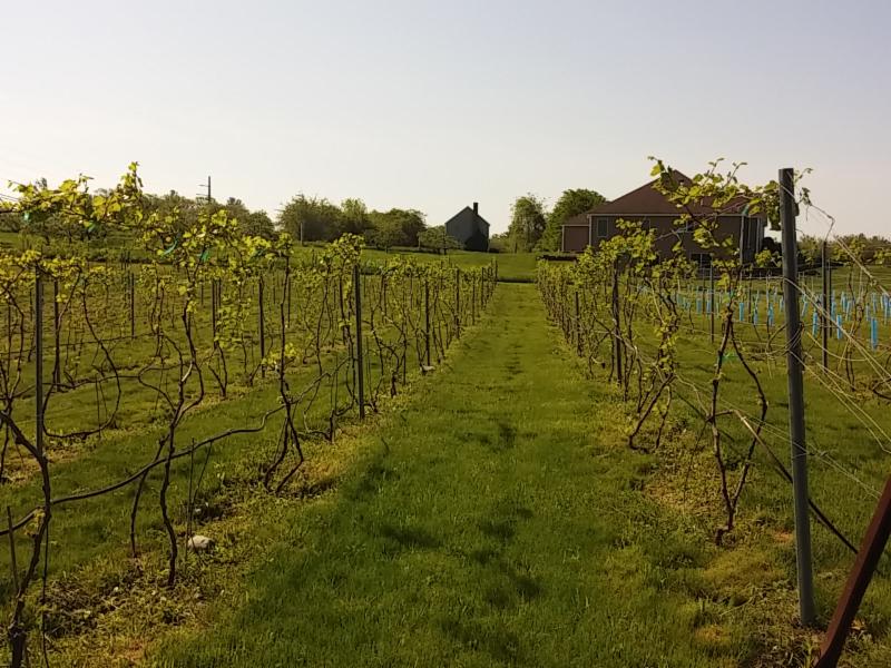 AaronapCellars's tweet photo. A winemaker becomes a vineyard farmer.... #masswine #estatevines #marquette #arandell https://t.co/ARypCjO9Uu https://t.co/aGbcoHr8aw
