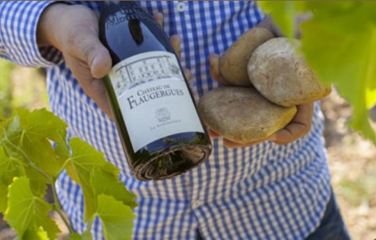 Languedoc2017's tweet photo. Château de Flaugergues @AOCLanguedoc #flaugergues
Pierre de Colbert : "2016 est un très joli millésime".
La suite >> https://t.co/4nA5ss4S96 https://t.co/TGFvHx8uLD