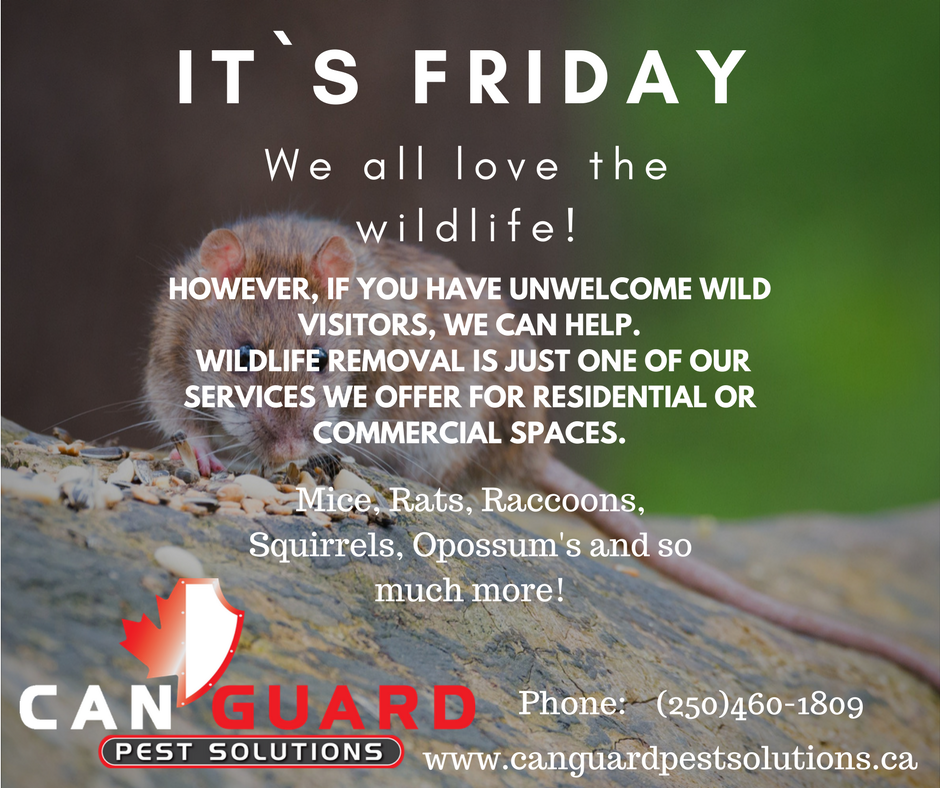 CanGuardPest's tweet photo. Wildlife problems? #PentictonBC #PestContolBC #CanGuard#YourPestControl #PestSolutionsBC https://t.co/leyJ0bYUPR https://t.co/A8uqPZ33oI