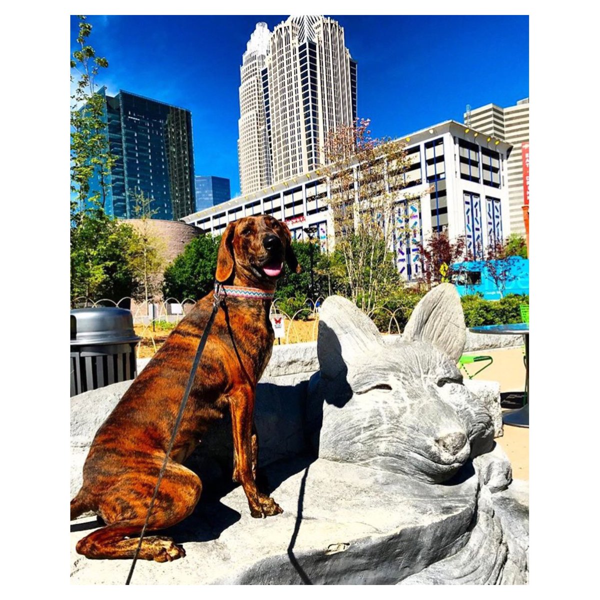 dogsincharlotte's tweet photo. What does the fox say?! [🐶: 👑P] #FirstWardPark https://t.co/wV7k50Sfuo