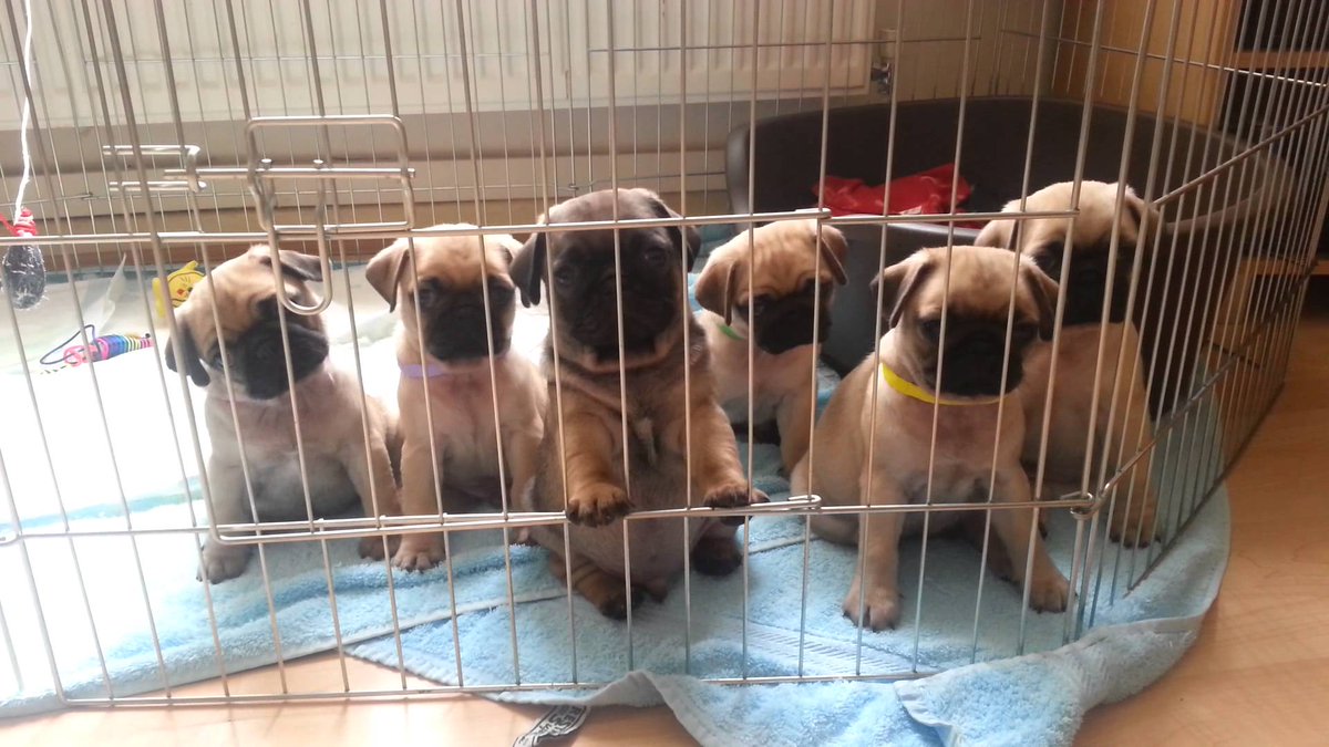 KittyInara's tweet photo. @Coverville It's taken days to recover from the shock. Seriously, days. Why would @Coverville order eight dogs from Amazon? https://t.co/vSu4Je3B0y
