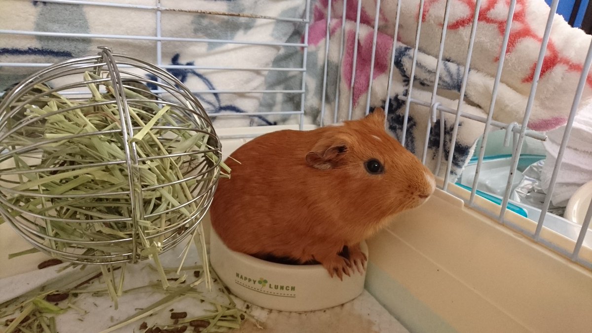 モルモットが丸すぎる初夏