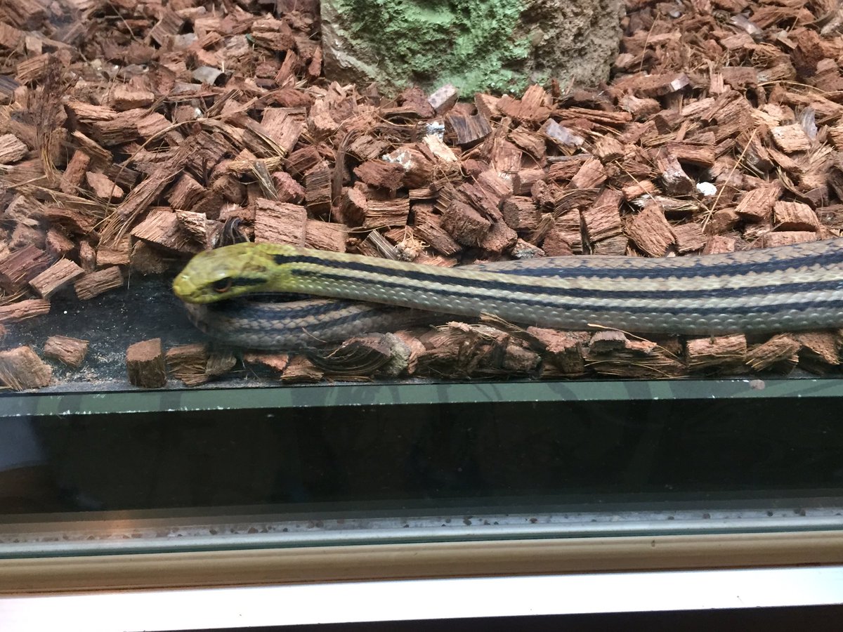 すぺやまん 上野動物園レポート ヒバカリちゃんのケージレイアウト が美しく ヒバカリちゃんも活き活きしてた アオダイショウとシマヘビは良く会えるから ここはいいや すぺやまん 上野動物園レポート ヒバカリちゃんのケージレイアウト が美しく ヒバカリちゃんも活き活きしてた アオダイショウとシマヘビは良く会えるから ここはいいや