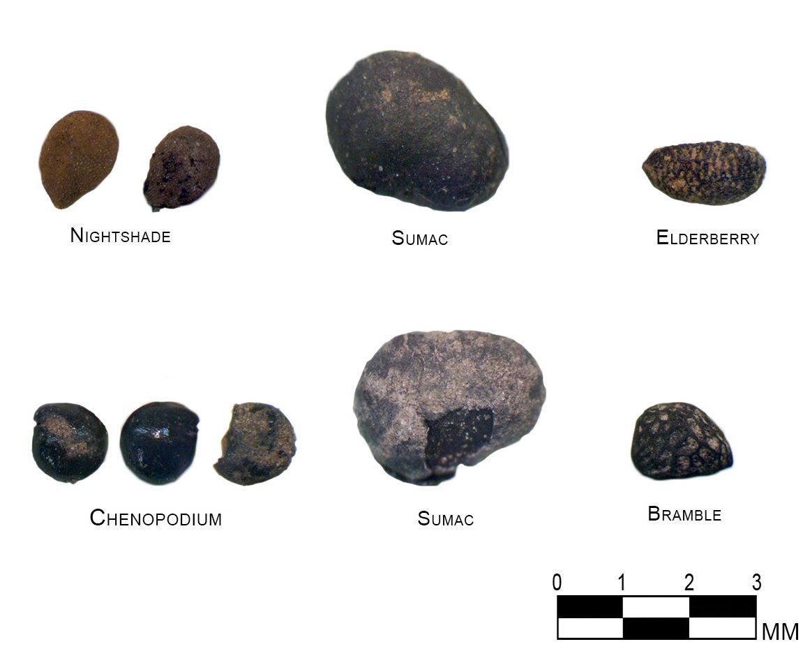 TRCAarchaeology's tweet photo. Studies of seeds can tell us what plants were eaten and used in the past #archaeology #fact #flora #BAFS2017 https://t.co/0UYsD7u69K