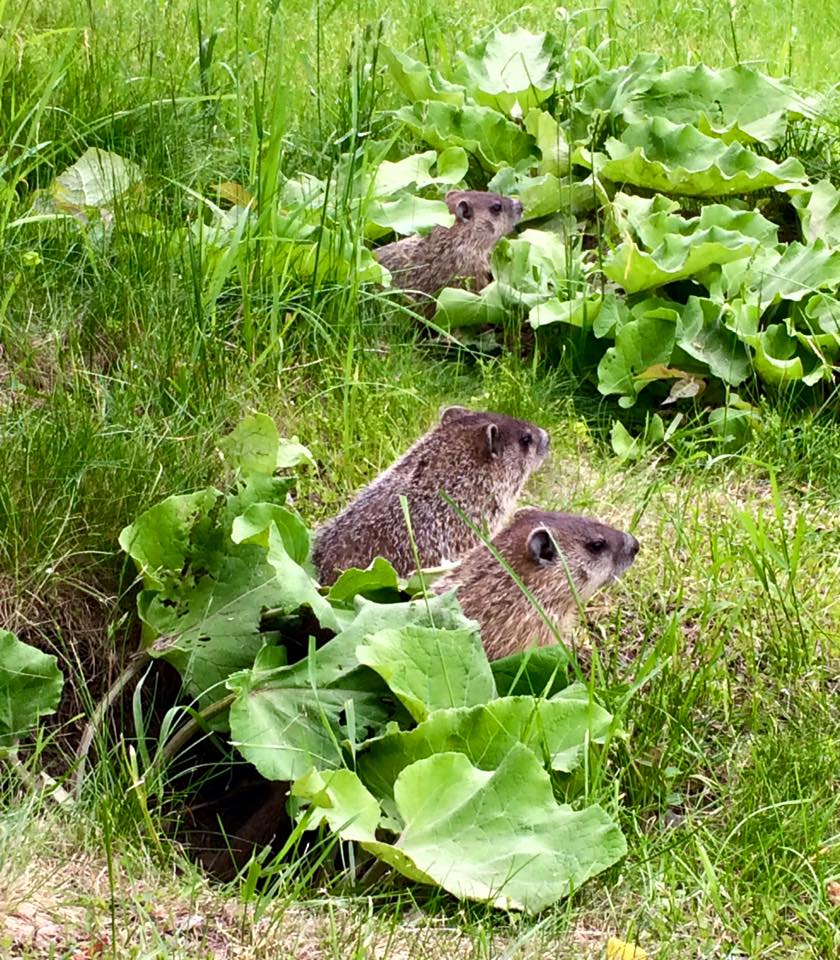 jeffvandermeer's tweet photo. @AnnVanderMeer and I showed @mjseidlinger around our yard yesterday and had a neighbor take a photo of us. #FollowMeBook https://t.co/9cByLkuQCr