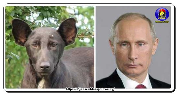 يخلق من الشبهة اربعين .. بوتين والكلب