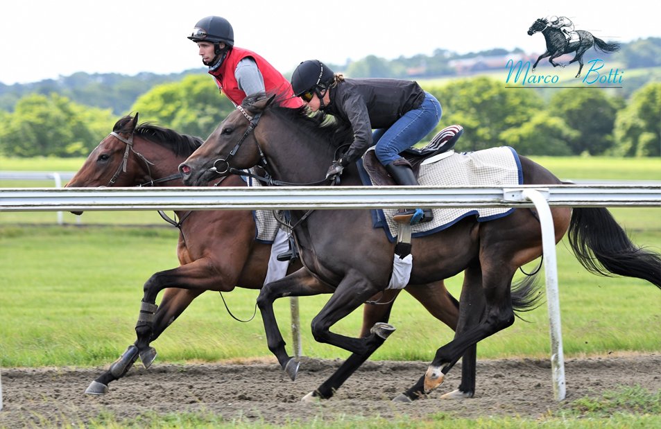 MarcoBotti's tweet photo. A couple of our two-year olds doing a piece of upsides work on Warren Hill. #MBRacing https://t.co/pauLd2jlht