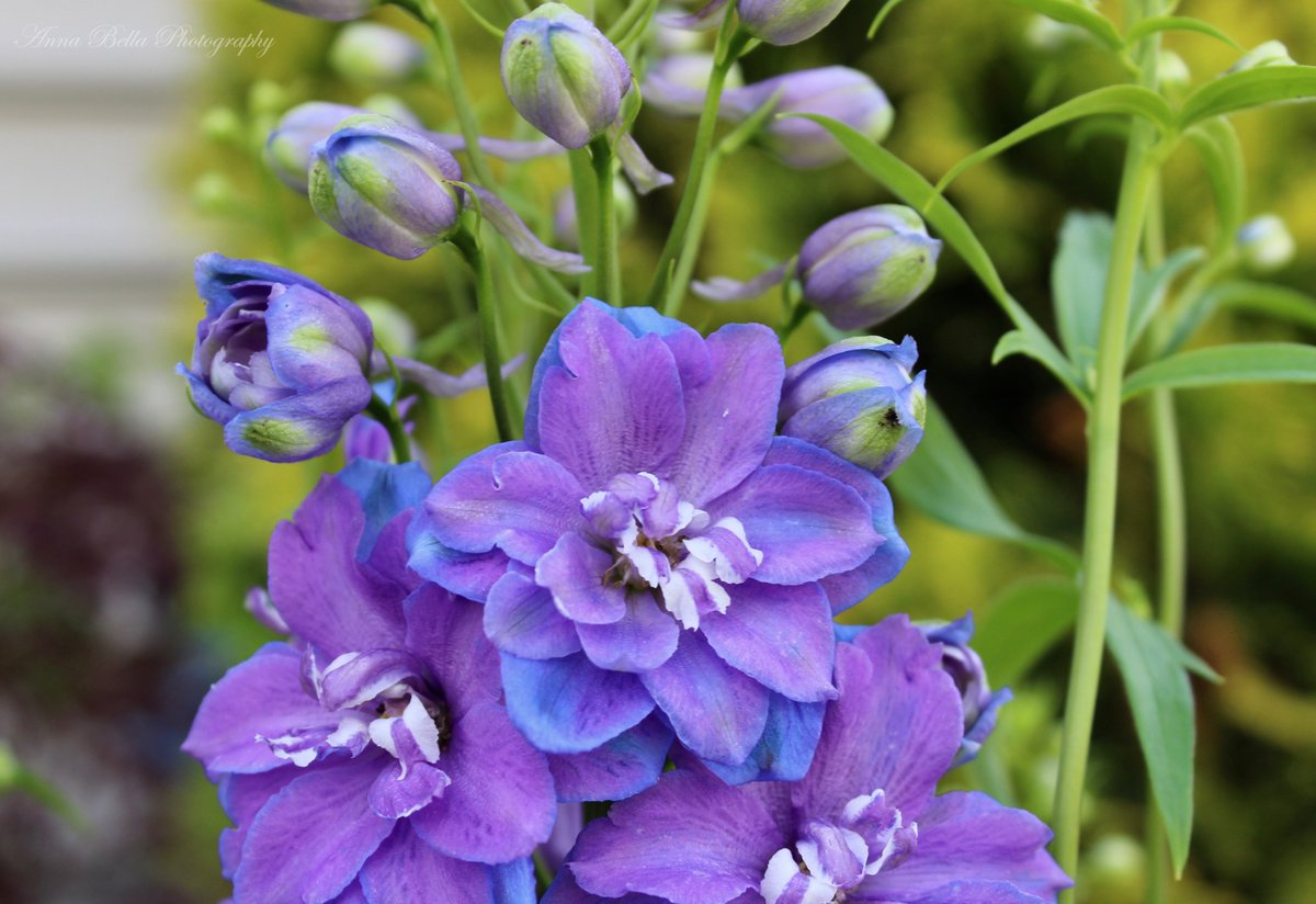 AnnaBellaPics's tweet photo. Two of my favorite colors blended in these blooming beauties ....Delphinium elatum 'Guardian Blue' (Larkspur)  Happy Friday💙💜 #ThePhotoHour https://t.co/QNta7rpqKL