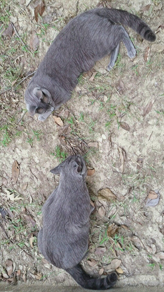 Blutospin's tweet photo. we iz dubble trubble.Not weally. #loveBugs 😻😻💜💛 @GregariousGus @Pixie_Tooth @Mr_OMalleycat @fluffybasil @hugo4de @Fifi_LeBeau @irisesther54 https://t.co/3Q6se9ruFE