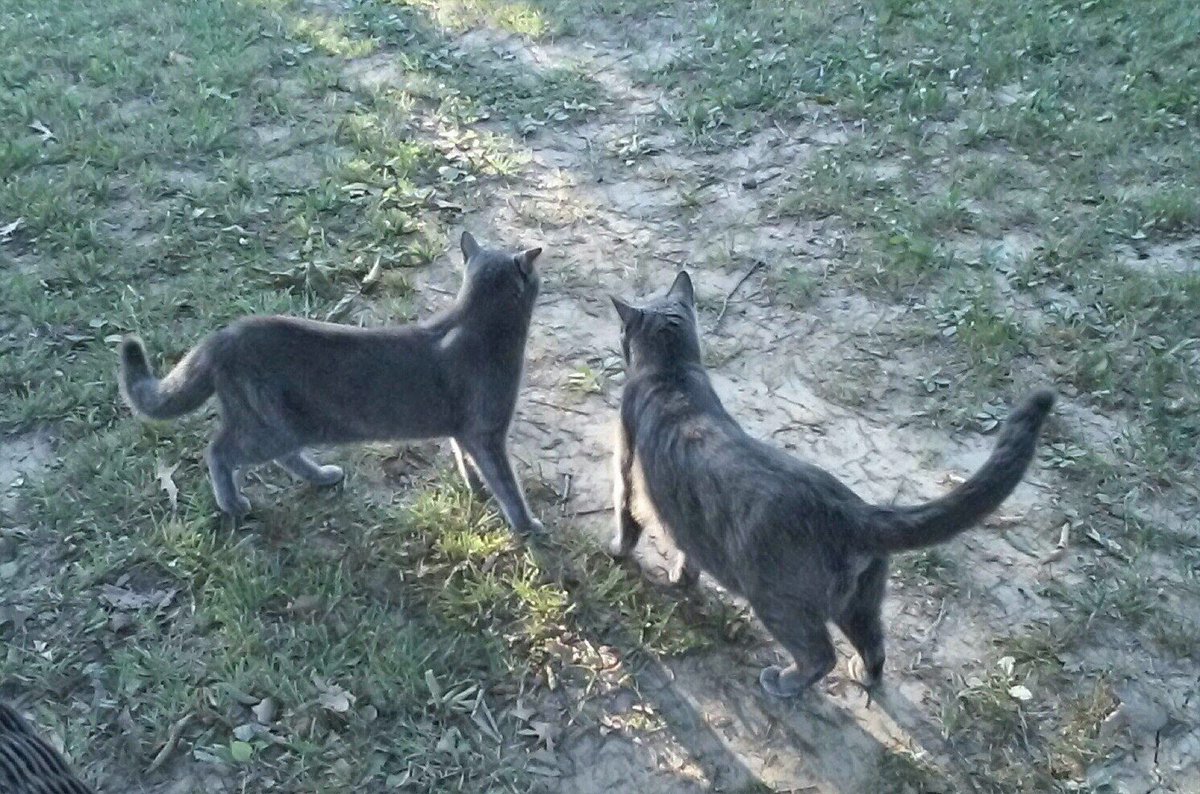 Blutospin's tweet photo. we iz dubble trubble.Not weally. #loveBugs 😻😻💜💛 @GregariousGus @Pixie_Tooth @Mr_OMalleycat @fluffybasil @hugo4de @Fifi_LeBeau @irisesther54 https://t.co/3Q6se9ruFE