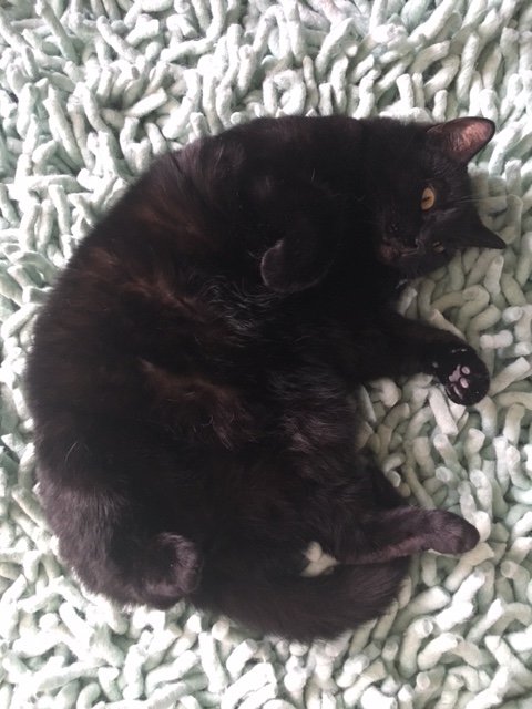 mout Volharding Berri Lize Spit on Twitter: "Wie houdt van dikke zwarte katten en plantjes en kan  ik plezieren met een rustig (schrijf)plekkie in Brussel (17 tot 28 juli)?  (PM me!) https://t.co/KGAAZfcgZs" / Twitter