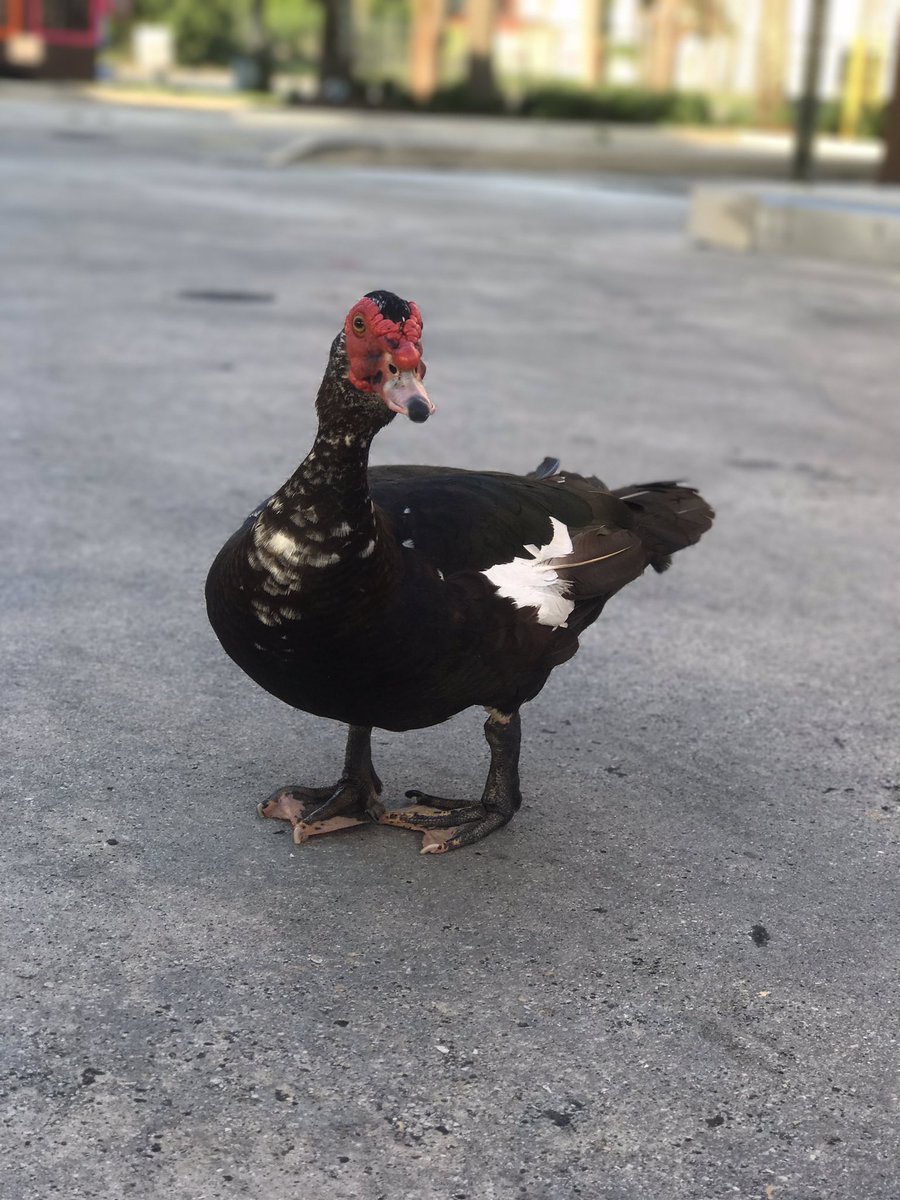 TedBraverman's tweet photo. Keys Hitchhiker ๐ #roamflorida #dixiehighway #floridacity #keysboundโ๏ธโ๏ธ๐ด #duck ๐ฅ https://t.co/fuHU0DeIUw