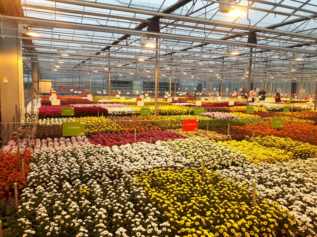 De voorbereidingen voor de bloeiproef snijchrysant bij Royal Van Zanten zijn in volle gang. Mis het niet, 13 t/m 15 juni 2017