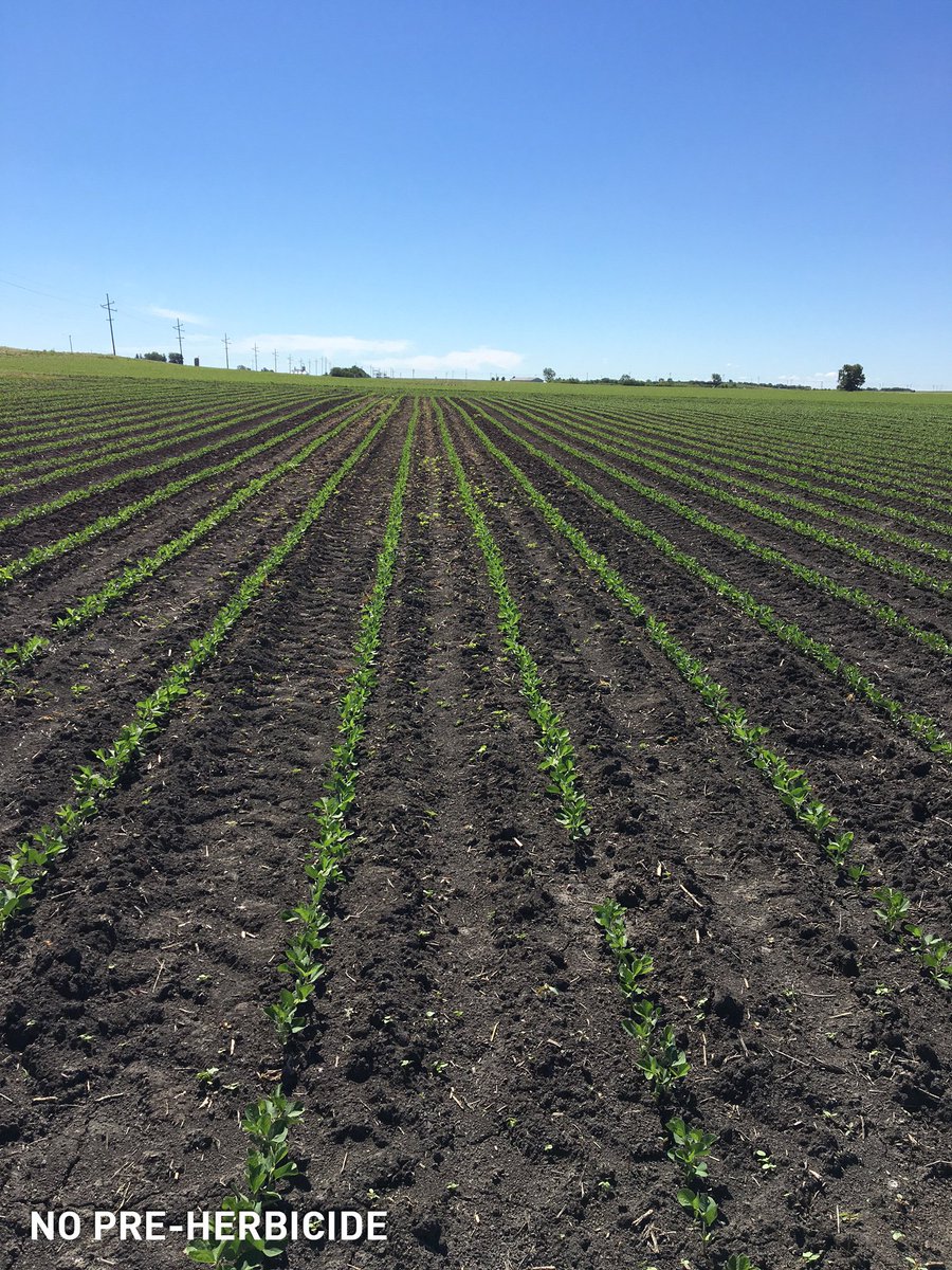 BecksHybrids's tweet photo. π· of the Pre-Emerge Herbicide Trial in CIL! Our pre-emerge plot is holding strong on these soybeans planted 5/16! #BecksPFR #noweedshere https://t.co/vXQNWBBuJg