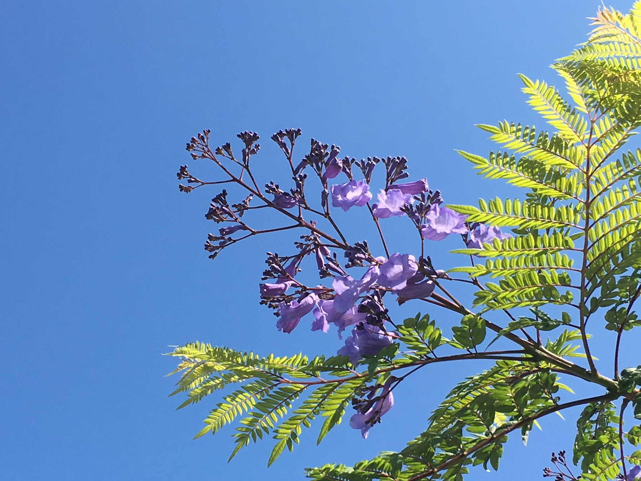 グリーンハウスみやま ジャカランダの花が開花してきました 東北では珍しい アルゼンチンなどの南米原産の花木です 開花までには7年要しました T Co 0mrenx6rrn Twitter