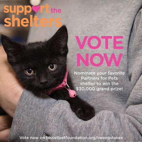 DCHSgiveshelter's tweet image. Help DCHS win $30,000 to support homeless pets through @BISSELLPets! You can vote for DCHS here - ow.ly/F7Nr30csm8r