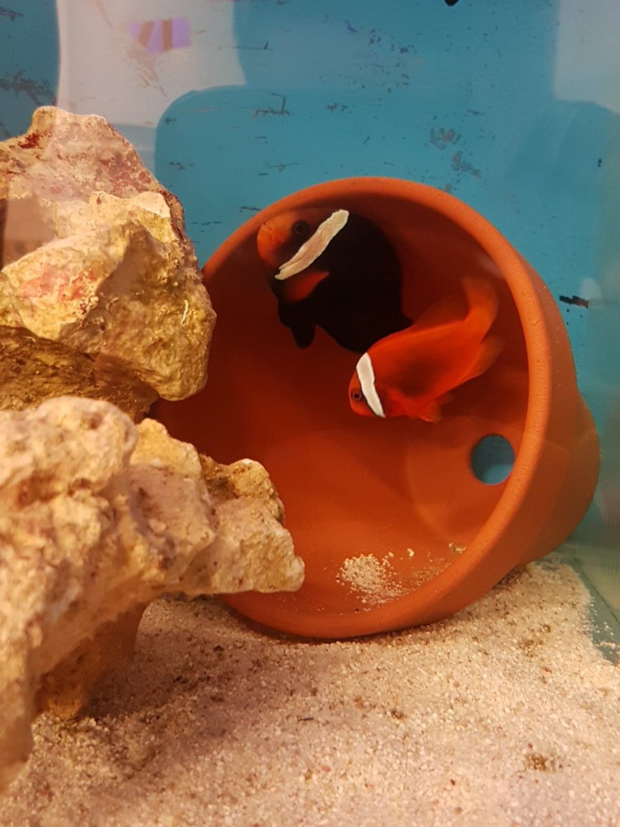 New additions to <a href="/ecoevoenviro/">Prof Tom Cameron</a> lab <a href="/Uni_of_Essex/">University of Essex</a> for #fish and #climatechange research #marinebiology