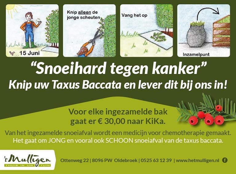 tMulligen's tweet photo. U kunt bij ons weer Taxussnoeisel inleveren voor de ontwikkeling van medicatie tegen kanker!

#taxusvoorhoop #kanker #KiKa #Taxus #Oldebroek https://t.co/R3UVJjxr91