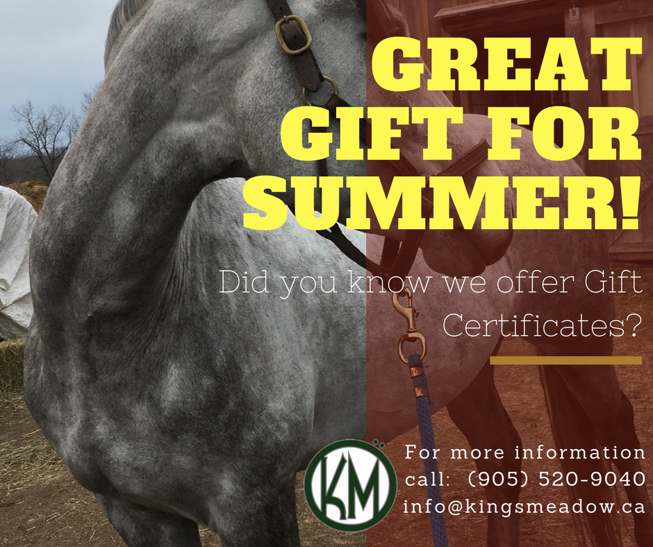Summer Gift:  #training #breeding #EquestrianCentre #Hunter #jumper #KingsMeadowEC  #boarding #PuslinchOn #Hamilton #Summer