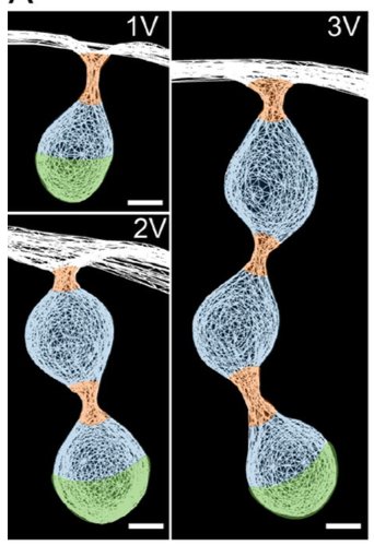 YvonJaillais's tweet photo. Nice paper in @JCellBiol from Otegui lab, original mechanism of intralumenal vesicles budding in plant endosomes #proteinsorting https://t.co/GWDvrgA3Ci