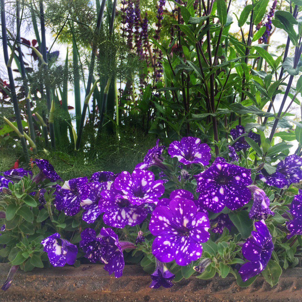 allin_jonathan's tweet photo. Petunia 'Night Sky' ... now I really am seeing spots ! 🐆🍄🐞... #cliftonsurrey @CliftonNursery https://t.co/WjXP1tgAs5