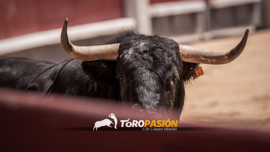 Toropasión tweet media