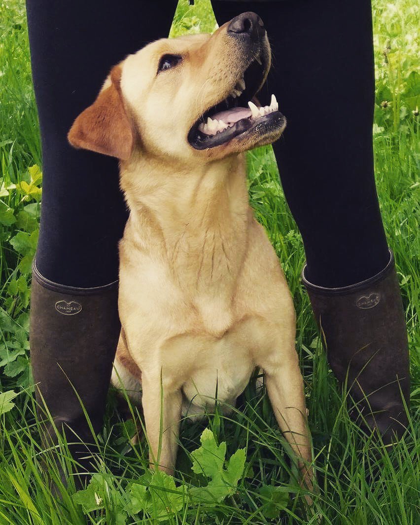sw_instructor's tweet photo. Summer walking ☔️ #LeChameau #labrador #summerwalks #Shropshire https://t.co/dveQnjhmeY
