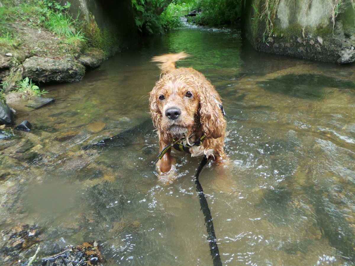 Everyday feels like a Friday for Molly. She loves to play in water. #CockerSpaniel #Lovedogs <a href="/DT_Ilfracombe/">DT Ilfracombe</a> #Friday ow.ly/QW4930csqHm