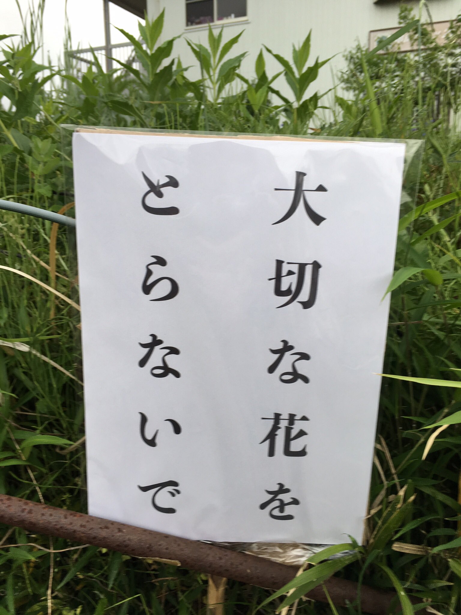 うまき Twitterissa 春先に母が畑で育てている花が盗まれて しかも根っこから掘り起こして持ってかれて 3回もやられたので とりあえず左の写真の看板を立てて今のところ被害はなくなりました 次やったら花どろぼう看板に変える まったく 盗んだ花をどこに