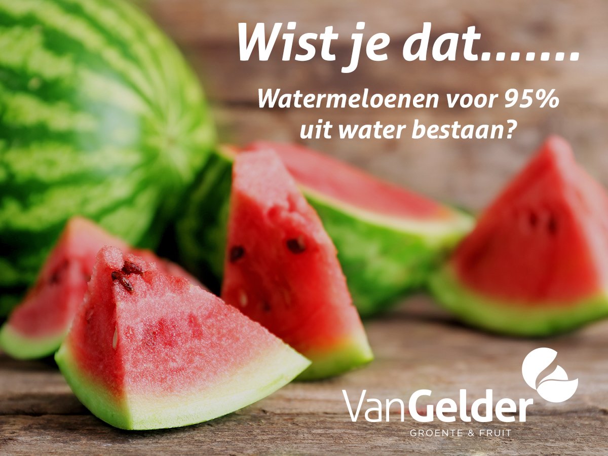 De watermeloen staat bekend als goede dorstlesser. Dat is ook niet zo gek als je weet uit hoeveel procent water dit stuk fruit bestaat🍉