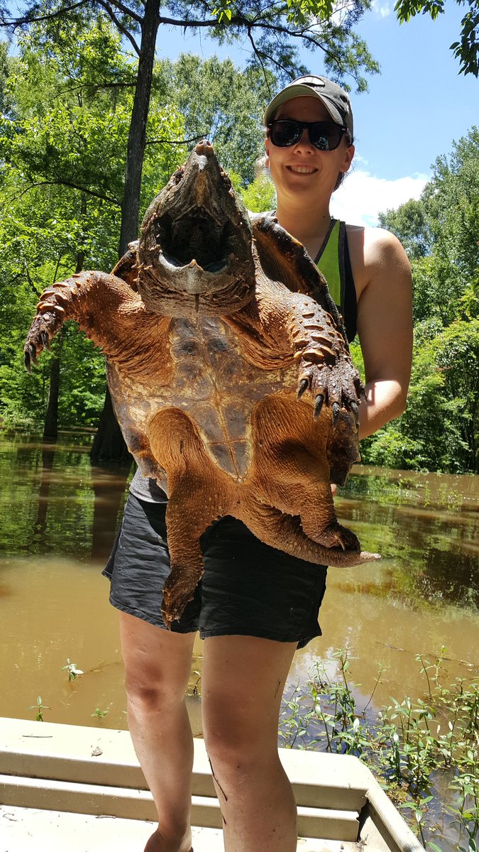 A_RazzBerry's tweet photo. On our way to an Oxbow looking to catch this guys big brotha. #alligatorsnapper #research https://t.co/OzjO4pBd2y