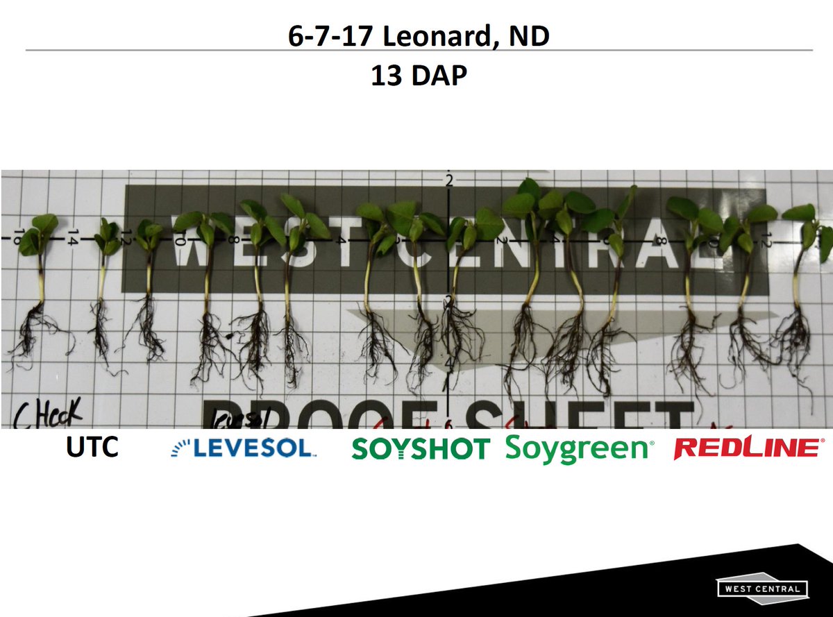 Steve_CarlsenWC's tweet photo. Soybean fertility trial seeing some pretty amazing results! @WCdst #wcdst #yellowbeanssuck #soygreen #soyshot #levesol https://t.co/1gPw7M7Ewx