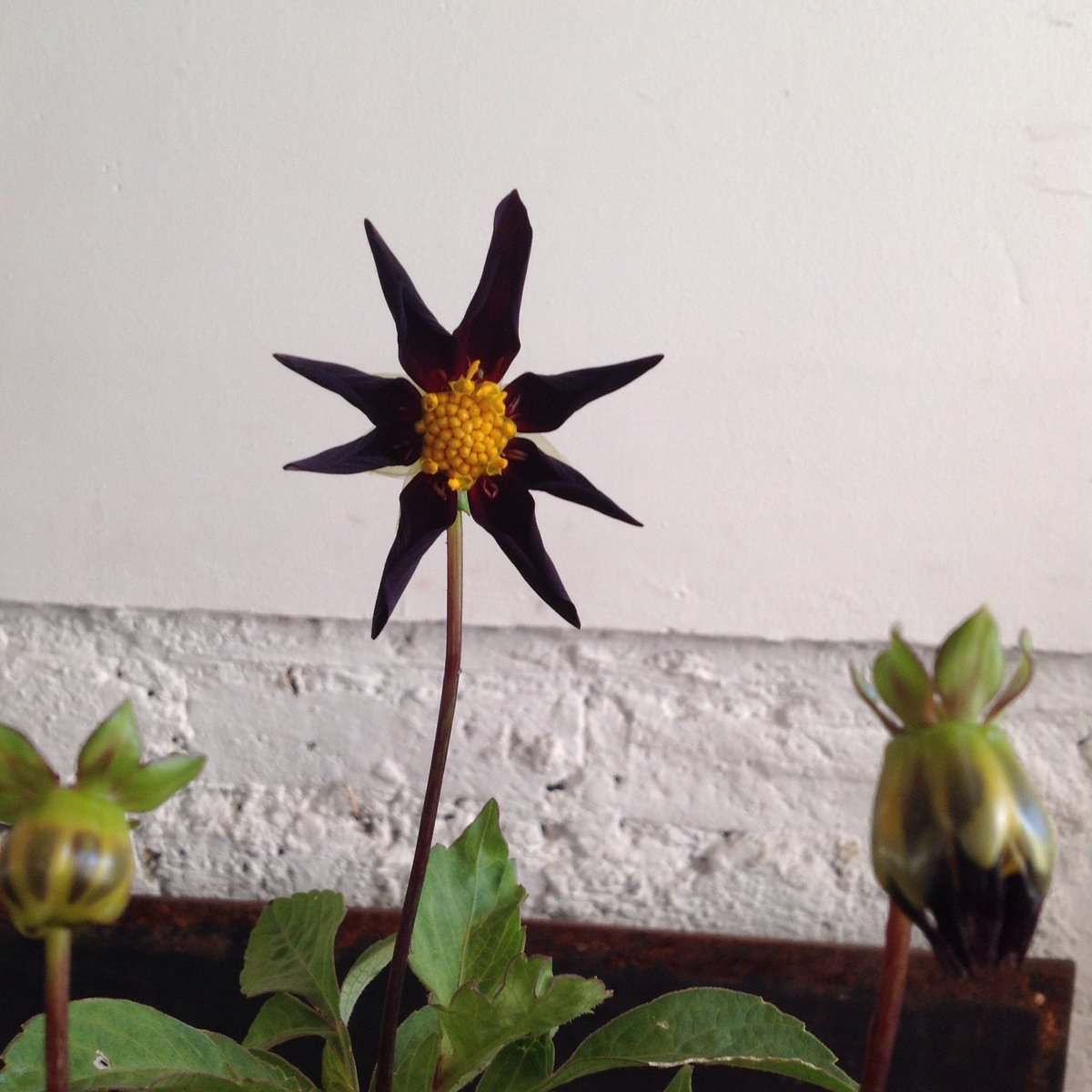 Miranda (@mirandasplants) on Twitter photo I'll be <a href="/FloRoadMarket/">Florence Road Market</a> tomorrow with this beautiful Dahlia Verrones obscura. I only have three to sell of this variety I'll be <a href="/FloRoadMarket/">Florence Road Market</a> tomorrow with this beautiful Dahlia Verrones obscura. I only have three to sell of this variety