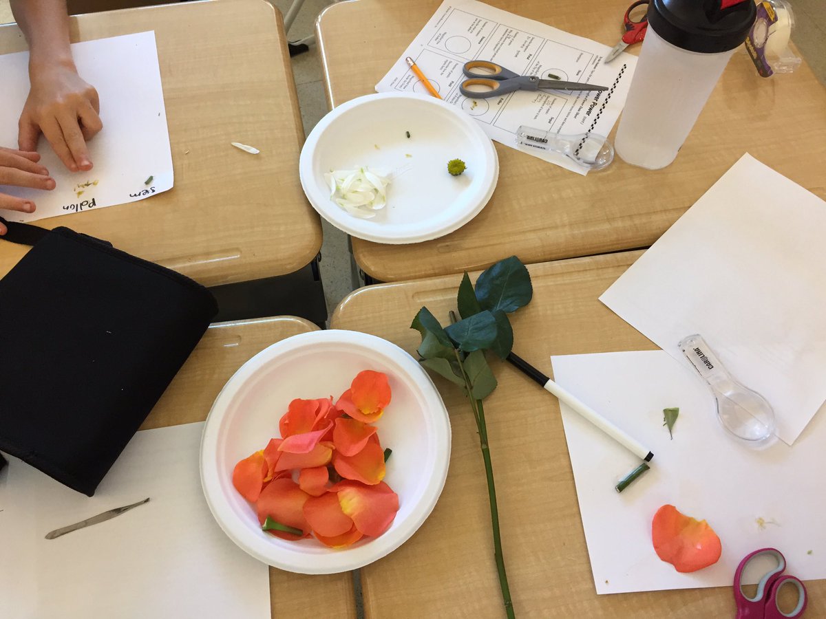 Flower Power! Dissecting roses... enjoying STEAM at Field School <a href="/westonpublic/">Weston Public School</a> <a href="/FieldWeston/">Principal</a> <a href="/WEEFC/">WEEFC</a>