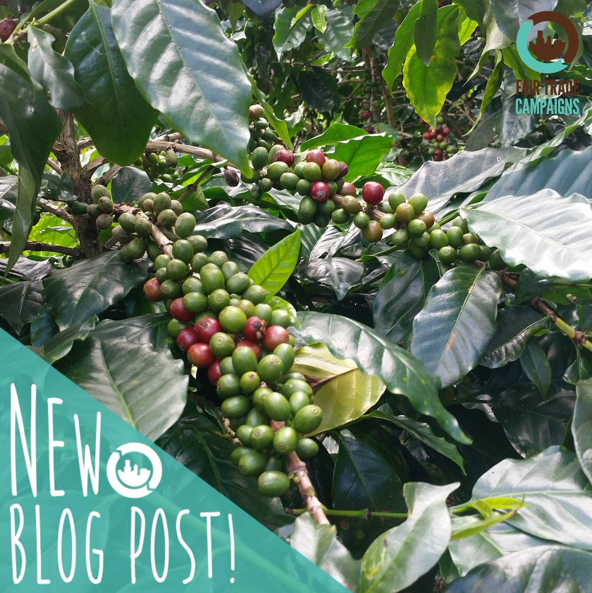 Fair Trade on the Ground: A Visit to Doi Chaang Coffee Farm in Thailand bit.ly/2skkDx6 #FairTrade #coffee <a href="/doichaangcoffee/">Doi Chaang Coffee Co</a>