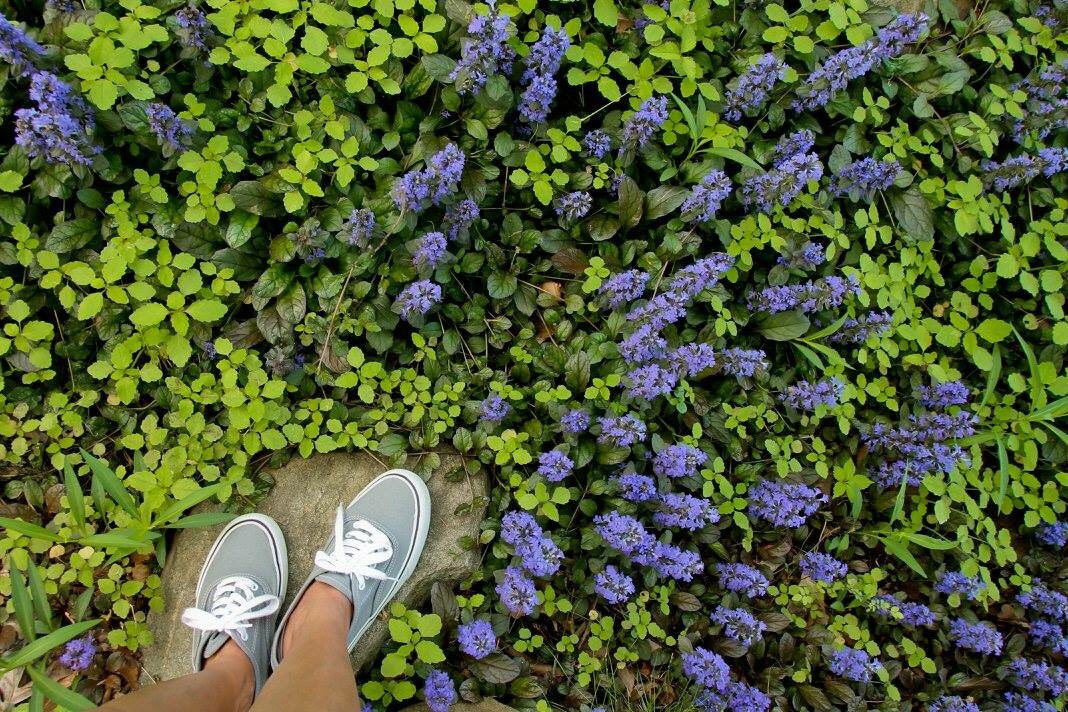 wwwAnaViajera's tweet photo. Spring in my step
#springFeet #AnaViajera #photography #catoctinZoo #spring #springFlowers https://t.co/JG6mpbRL9k