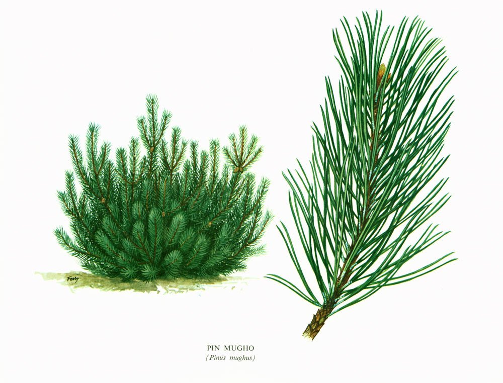 sofrenchvintage's tweet photo. 1967 Pinus mugo. Creeping pine. Mountain Pine. Dwarf Mountainpine. Print V… https://t.co/dP5kSZYXL6 #Etsy #PinusMugo https://t.co/9xKWiMgpqF