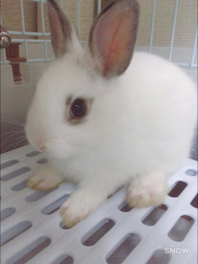 フリーターうさぎを買う Twitter Search Twitter