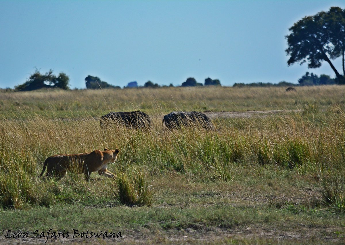 LeonSafaris's tweet photo. The silent stalk.
#Lions #hunting #photography #Chobe #Botswana #safaritime https://t.co/fM2MT9U8UH