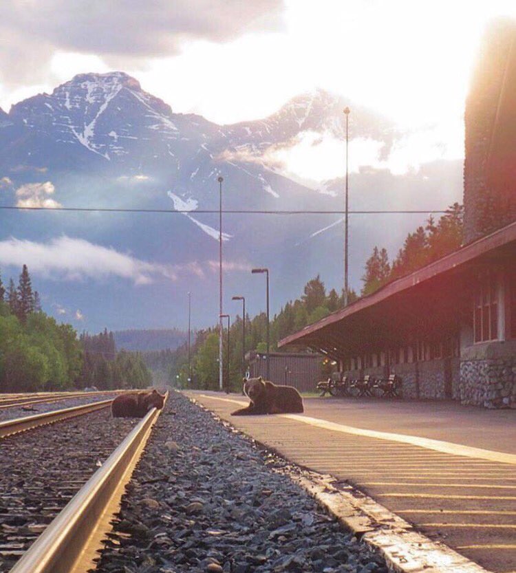 Mookalicious's tweet photo. Easily my new fave Banff pic of all time.  AMAZING shot, @banffavebrewing https://t.co/naosli8tm5