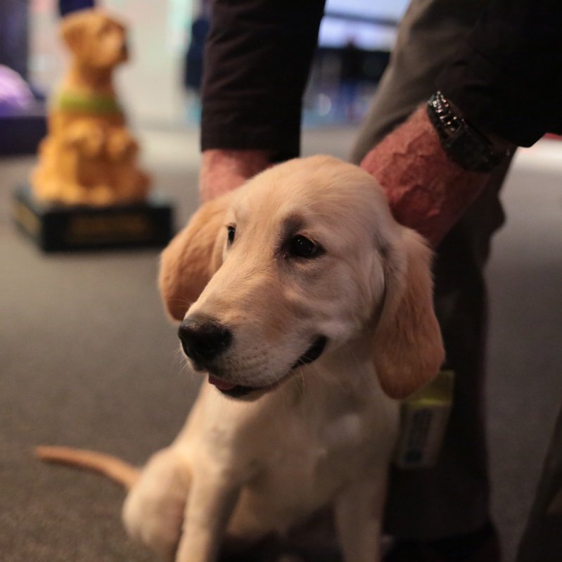 Meet the <a href="/guidedogs/">Guide Dogs</a> puppies at 11am &amp; 2pm tomorrow at #MeettheExpert 
dundeesciencecentre.org.uk/local/events/e…