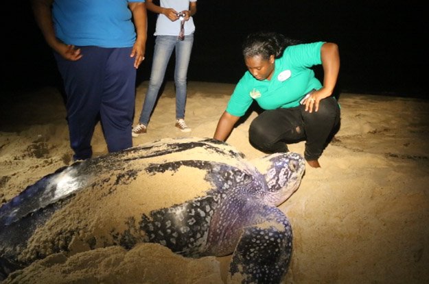Listen: On patrol with the group protecting turtles in Trinidad &amp; Tobago <a href="/NatureSeekers/">Nature Seekers</a> bit.ly/2s4wQ8B #SaveOurOcean