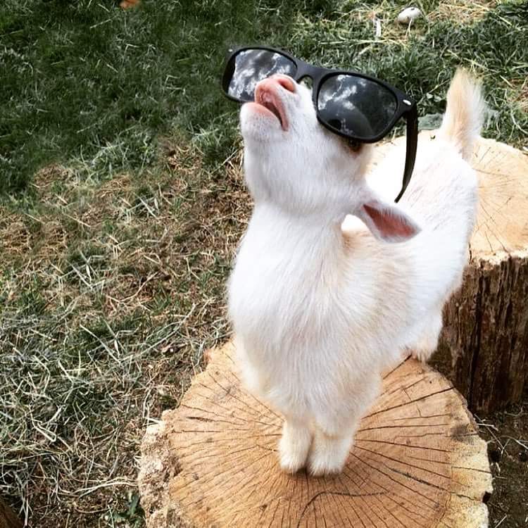 KultLeader4u's tweet photo. Yo, goat come at me!

#GoatFriday #BroGoat #CoolGoat @makastuey @EverythingGoats https://t.co/qSdSw413aE