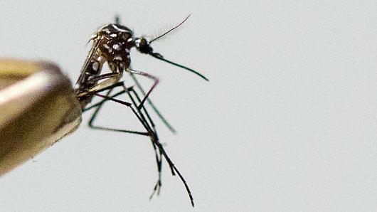 TheHannahCromer's tweet photo. Mosquito-borne Zika virus? Not here....https://t.co/OBtDPcVIuo https://t.co/i6nRO4LvMD