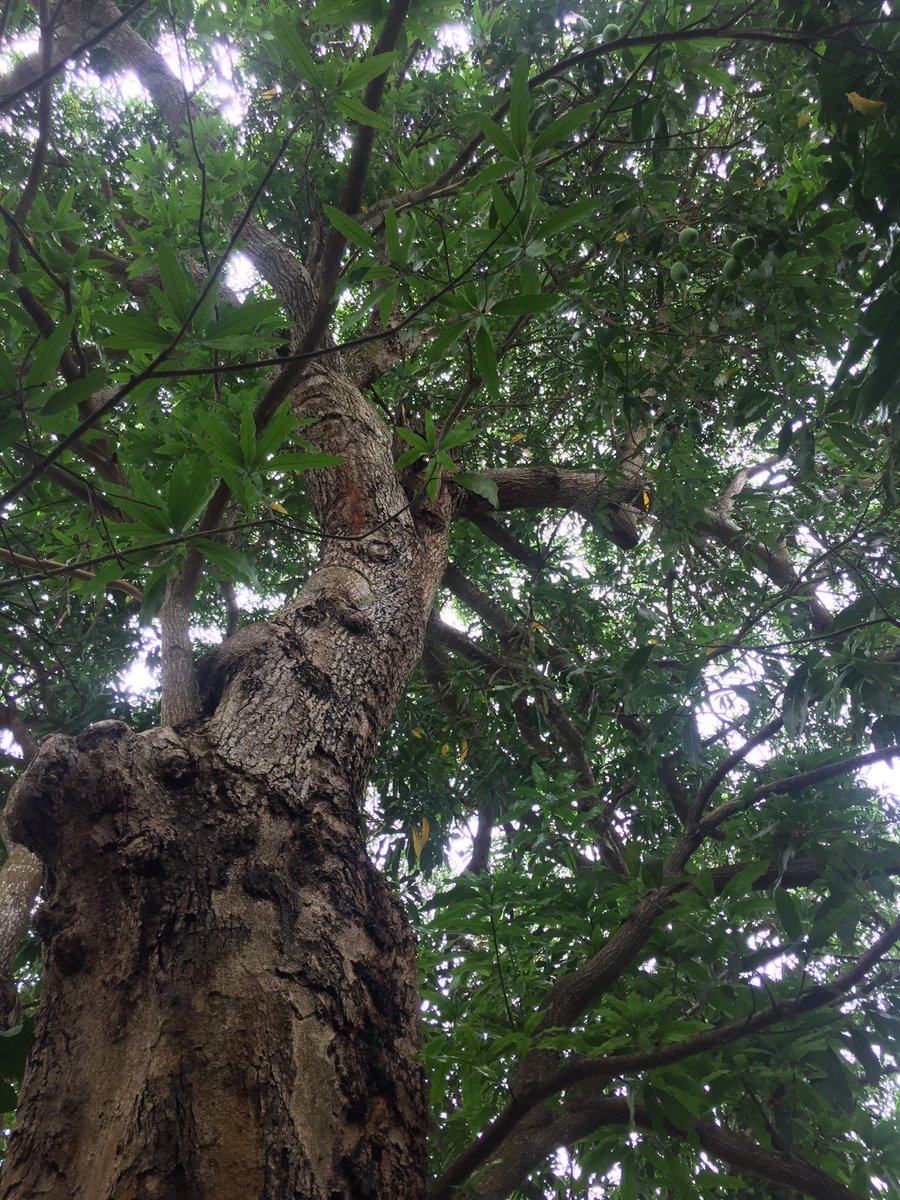 This mango tree is well over 100 years old and, once again, she will grace us with fruit in July. Mango Fest 7/1 <a href="/FairchildGarden/">Fairchild Garden</a>