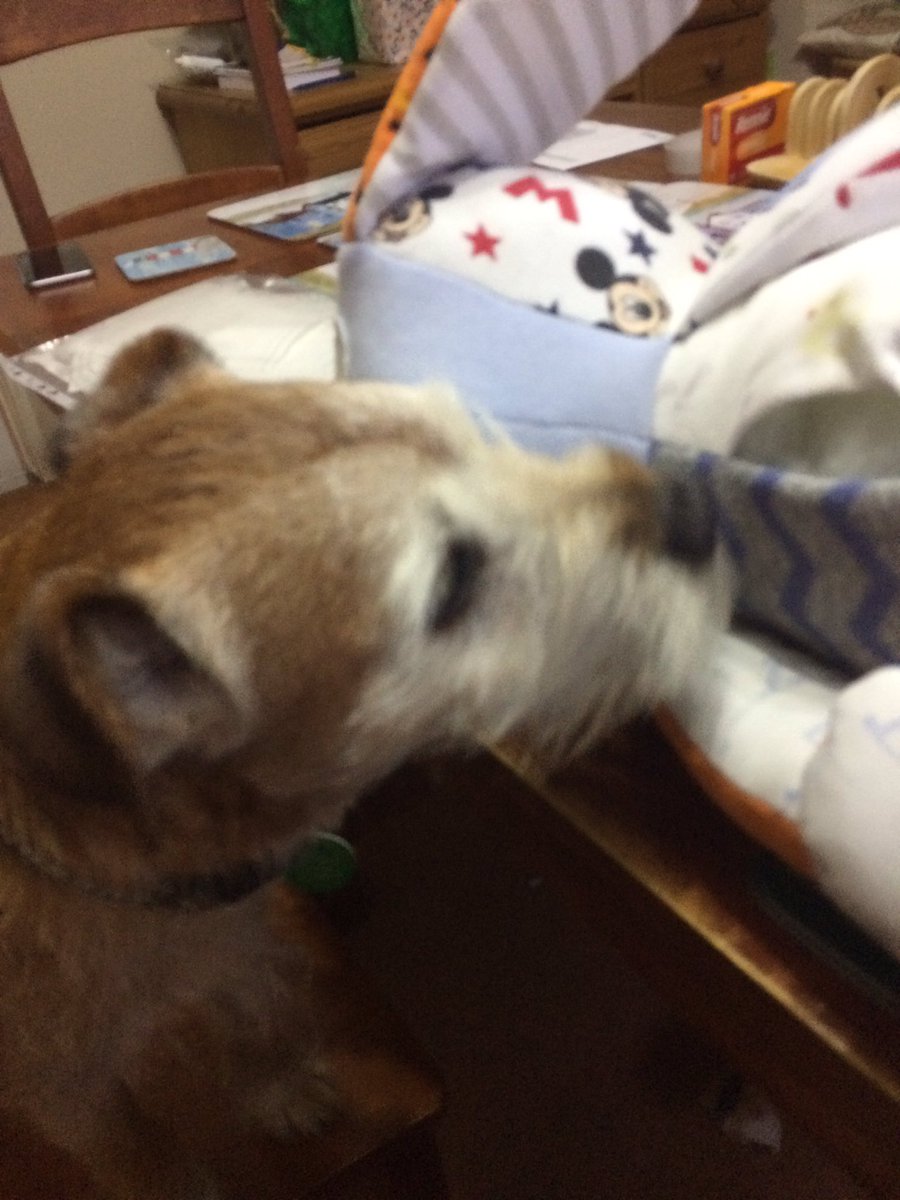 ArchieThePatti's tweet photo. Qwality checkerin dis Memory Pup, it's fur a ickle hooboy innit #FridayShares @crafthillartisans https://t.co/as8E7OTWye