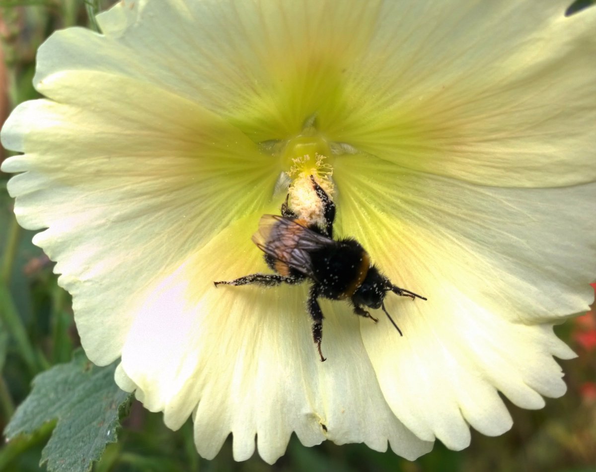 Blooms_For_Bees's tweet photo. Contribute to a national picture of bumblebee foraging in gardens using our free app &amp; ID guide... https://t.co/6D9BisDmHw #shoutyhalfhour 🐝 https://t.co/ICBaWErtCJ